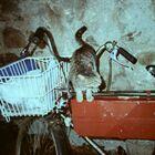 Katze auf Fahrrad