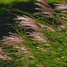 Gräser wehen im Wind