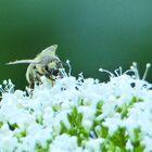 Biene auf weißen Blüten