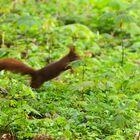 Eichhörnchen hüpft durchs Unterholz