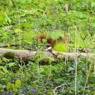 Eichhörnchen hüpft durchs Unterholz