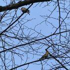 Buchfinken auf Zweigen