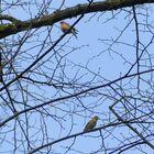 Buchfinken auf Zweigen