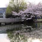 Blühender Baum am Teich