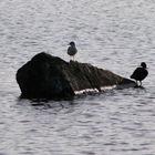 Möwe und Ente auf Stein im Wasser