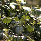 Zweige mit grünen Blättern