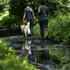 Spaziergänger mit Hund auf Waldweg mit Pützen