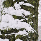 Schnee am Baum