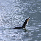 Ein Kormoran schwimmt auf dem Wasser