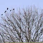 Rabenvögel auf Zweigen