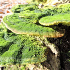 Grüne Pilze