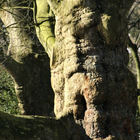 Dicker Baum