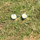 Zwei Gänseblümchen im Gras