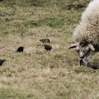 Schaf mit Vögeln