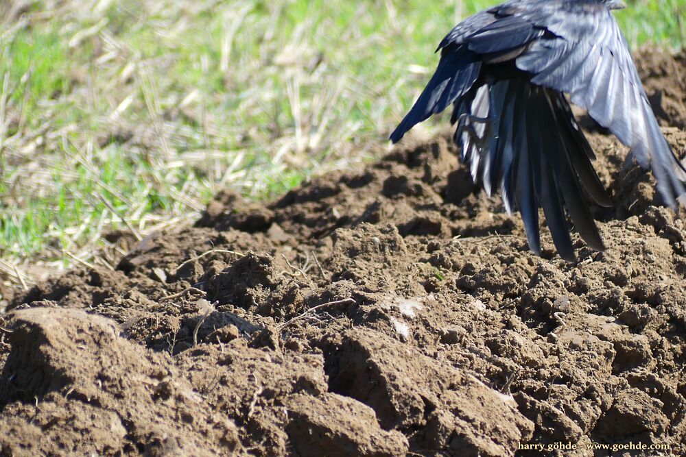 Rabenvogel auf Ackerkrume mit Nuß im Schnabel