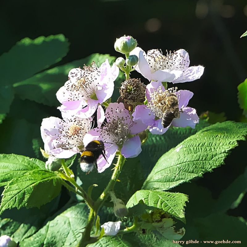 Bienen und Hummel an Brombeere
