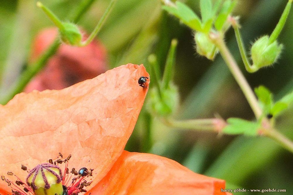 Mohnblume mit Käfer