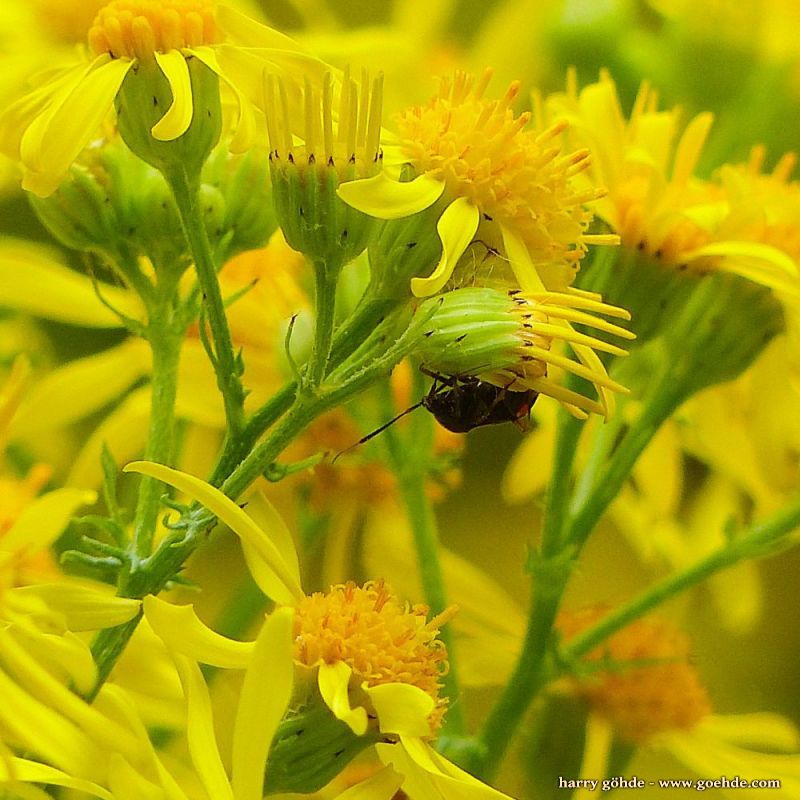Käfer vor Großem Ochsenauge auf gelber Blüte