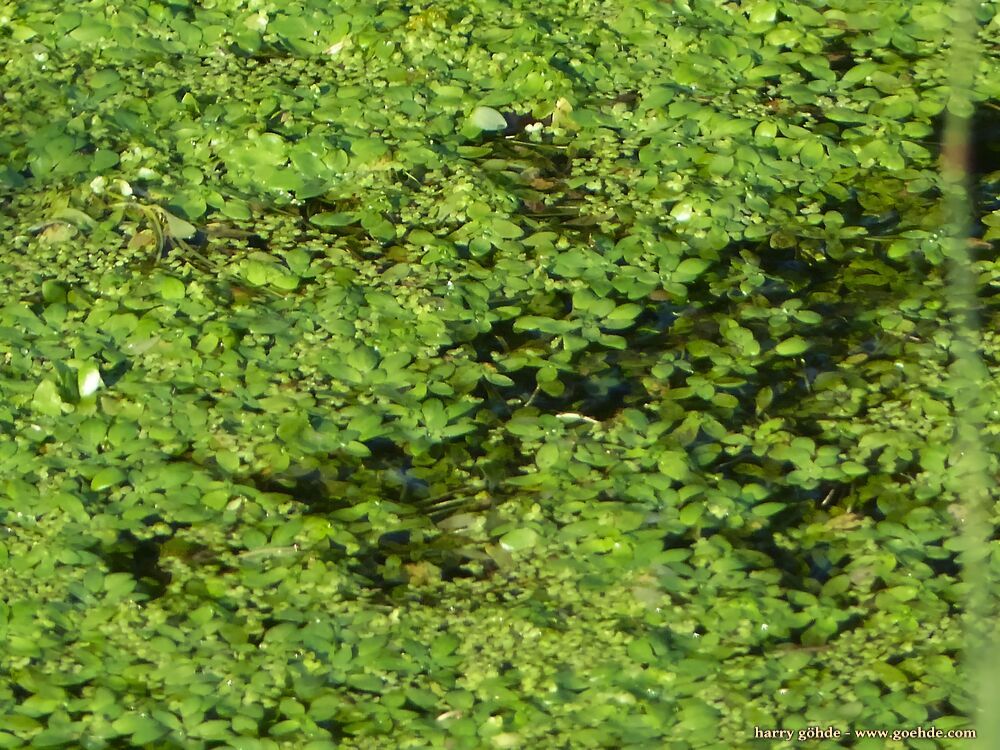 Blätter auf Wasser