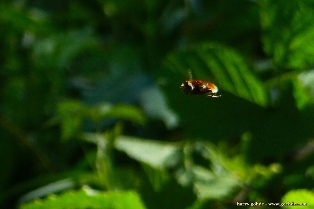 Fliegende Biene