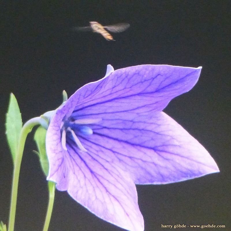 Lila Blüte mit Schwebfliege