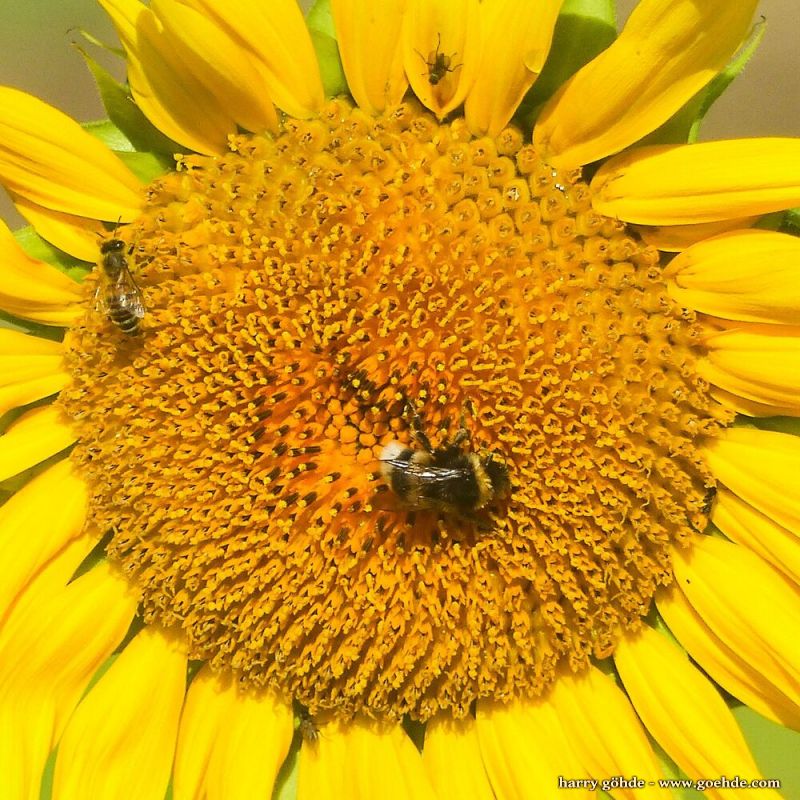 Sonnenblume mit Biene und Hummel