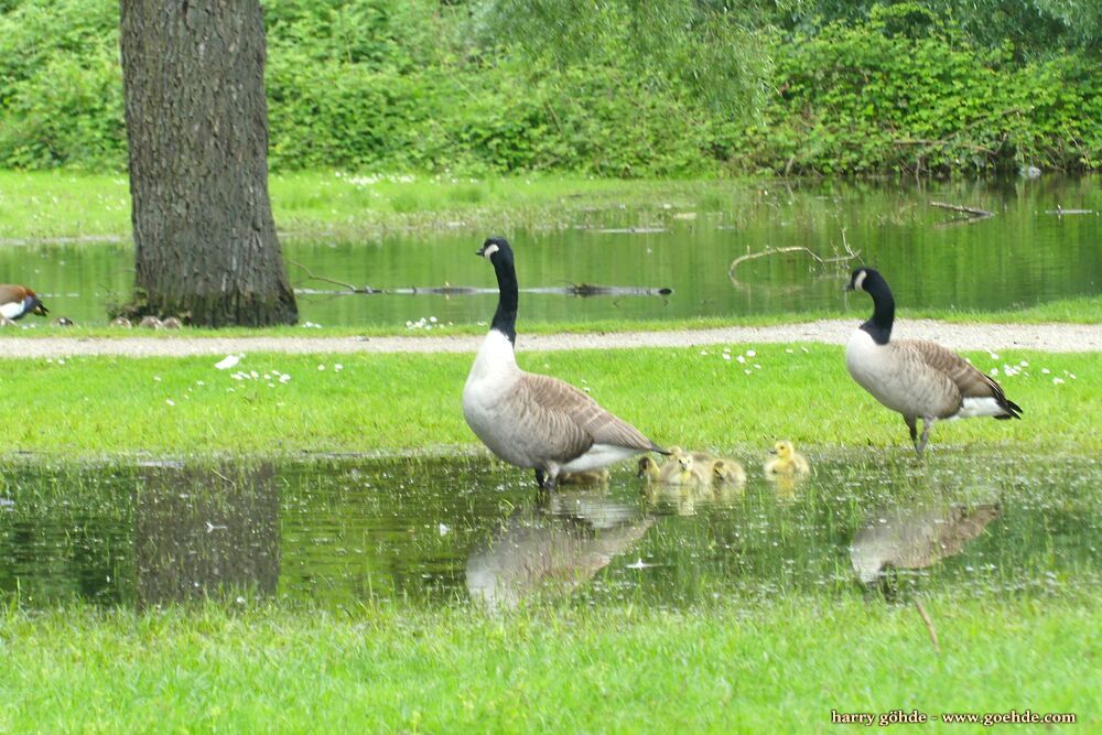 Kanadagans mit Küken im Tümpel Kanadagans mit Küken im Tümpel