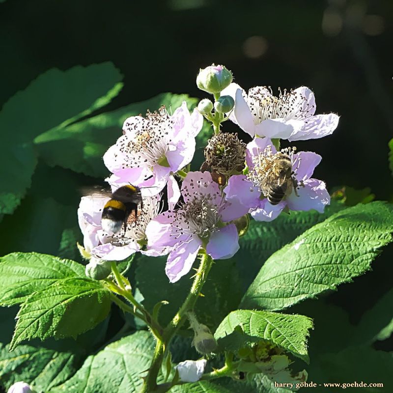 Bienen und Hummel an Brombeere