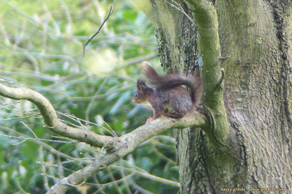 Eichhörnchen am Baum