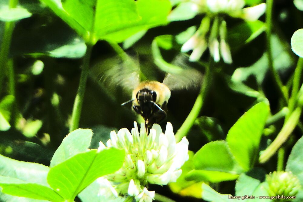 Biene an Kleeblüte