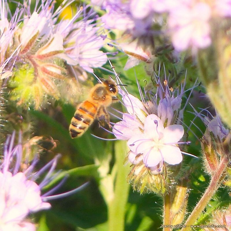 Biene an Bienenfreund (Phacelia)